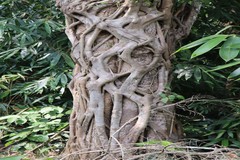 Ficus tinctoria subsp. gibbosa